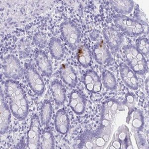 Anti-GIP antibody produced in rabbit 