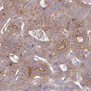Anti-GJA1 antibody produced in rabbit 
