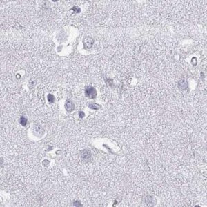Anti-GJA8 antibody produced in rabbit 