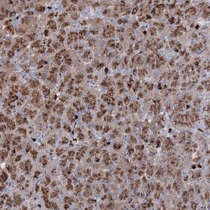 Anti-GJB5 antibody produced in rabbit 