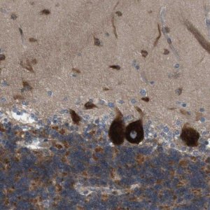 Anti-GJC3 antibody produced in rabbit 