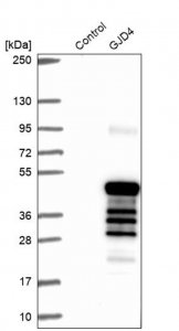 Anti-GJD4 antibody produced in rabbit 