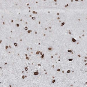 Anti-GJD4 antibody produced in rabbit 
