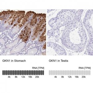 Anti-GKN1 antibody produced in rabbit 