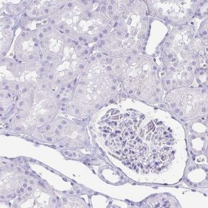 Anti-GKN1 antibody produced in rabbit 