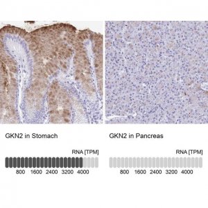 Anti-GKN2 antibody produced in rabbit 