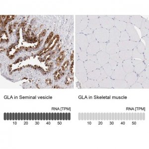 Anti-GLA antibody produced in rabbit 