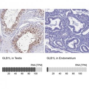 Anti-GLB1L antibody produced in rabbit 