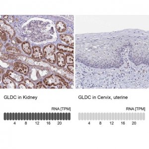 Anti-GLDC antibody produced in rabbit 