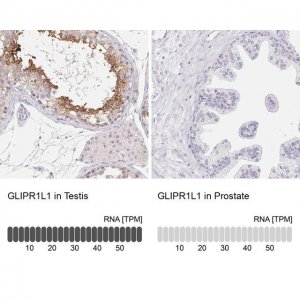 Anti-GLIPR1L1 antibody produced in rabbit 