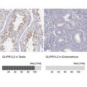 Anti-GLIPR1L2 antibody produced in rabbit 