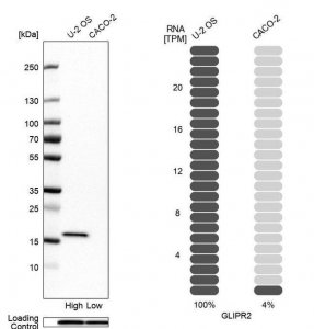 Anti-GLIPR2 antibody produced in rabbit HPA029478-100UL