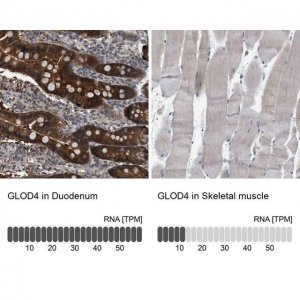 Anti-GLOD4 antibody produced in rabbit HPA021623-100UL