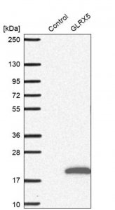 Anti-GLRX5 antibody produced in rabbit 