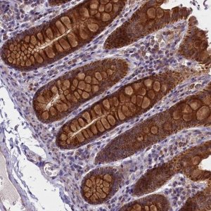 Anti-GLRX5 antibody produced in rabbit 