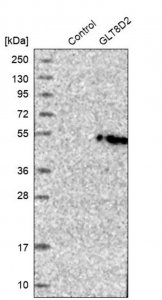 Anti-GLT8D2 antibody produced in rabbit 