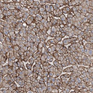 Anti-GLT8D2 antibody produced in rabbit 