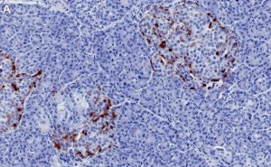 Anti-Glucagon Antibody, clone 6D6 ZooMAb Rabbit Monoclonal 