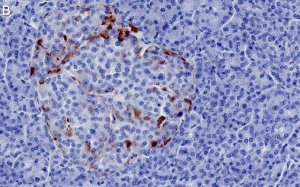 Anti-Glucagon Antibody, clone 6D6 ZooMAb Rabbit Monoclonal 