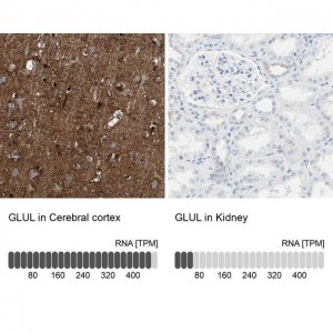 Anti-GLUL antibody produced in rabbit 