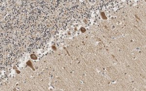 Anti-GluR-2 Antibody, clone 1K20 ZooMAb Rabbit Monoclonal 