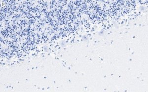 Anti-GluR-2 Antibody, clone 1K20 ZooMAb Rabbit Monoclonal 