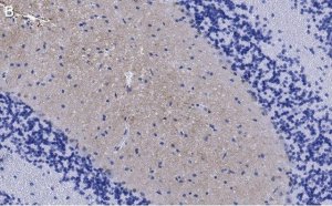 Anti-GluR1 Antibody, clone 1C11, ZooMAb Rabbit Monoclonal 