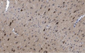 Anti-GluR1 Antibody, clone RH95 ZooMAb Mouse Monoclonal 