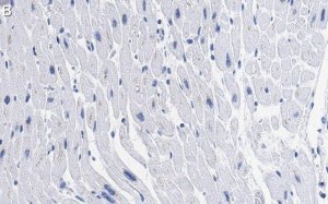 Anti-GLUT-4 Antibody, clone 1M13 ZooMAb Rabbit Monoclonal 