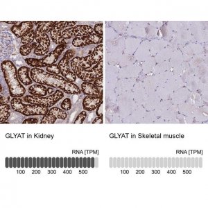 Anti-GLYAT antibody produced in rabbit HPA040251-100UL
