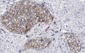 Anti-Glypican-1 Antibody, clone 1J4, ZooMAb Rabbit Monoclonal 
