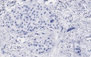 Anti-Glypican-1 Antibody, clone 1J4, ZooMAb Rabbit Monoclonal 