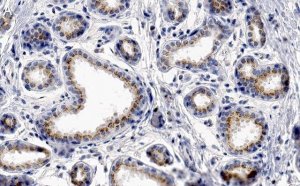 Anti-GM130 Antibody, clone 2M19 ZooMAb Rabbit Monoclonal 