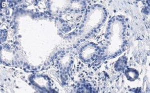 Anti-GM130 Antibody, clone 2M19 ZooMAb Rabbit Monoclonal 