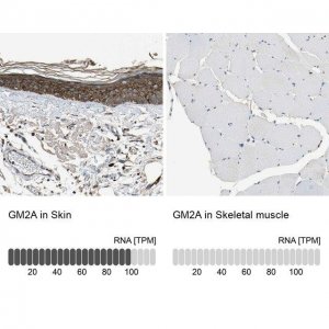 Anti-GM2A antibody produced in rabbit 