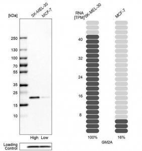 Anti-GM2A antibody produced in rabbit 