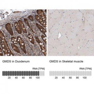 Anti-GMDS antibody produced in rabbit HPA031528-100UL