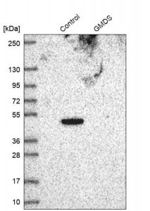 Anti-GMDS antibody produced in rabbit HPA031528-100UL