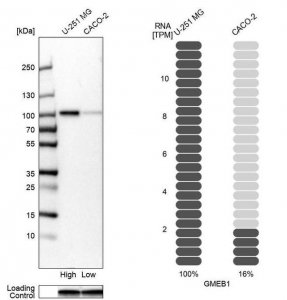 Anti-GMEB1 antibody produced in rabbit 