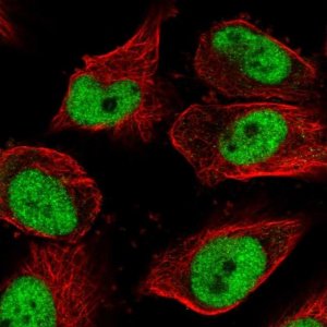 Anti-GMEB1 antibody produced in rabbit 