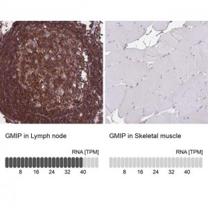 Anti-GMIP antibody produced in rabbit 