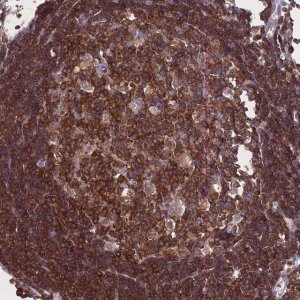 Anti-GMIP antibody produced in rabbit 