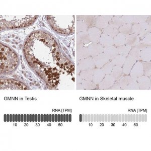 Anti-GMNN antibody produced in rabbit 