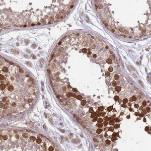 Anti-GMNN antibody produced in rabbit 
