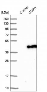 Anti-GMPR antibody produced in rabbit 