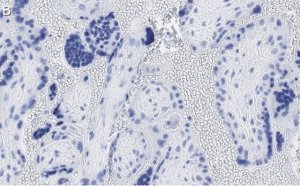 Anti-GNA-11 (G alpha 11) Antibody, clone 1F16 ZooMAb Rabbit Monoclonal 