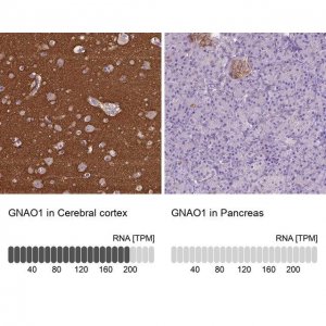 Anti-GNAO1 antibody produced in rabbit 