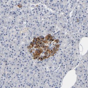 Anti-GNAS antibody produced in rabbit 