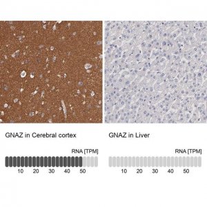 Anti-GNAZ antibody produced in rabbit HPA003011-100UL