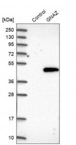 Anti-GNAZ antibody produced in rabbit HPA003011-100UL